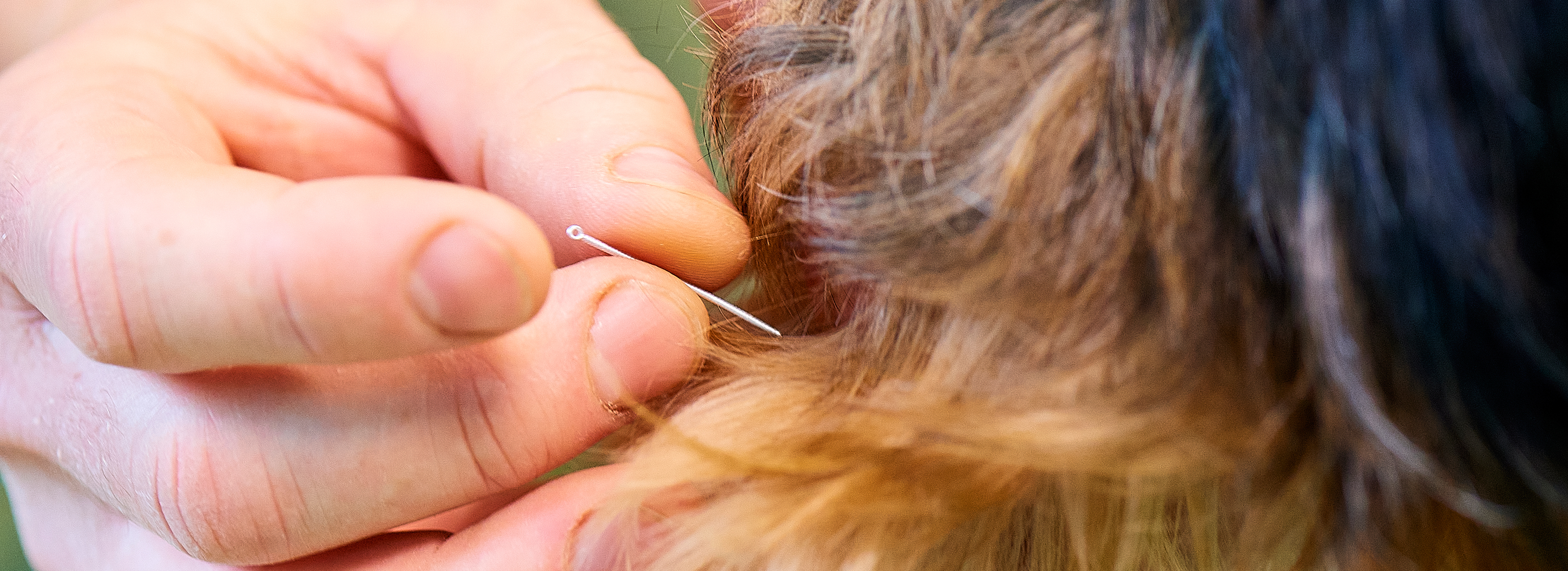 Les Vétérinaires du Bocage, acupuncture pour les animaux-3