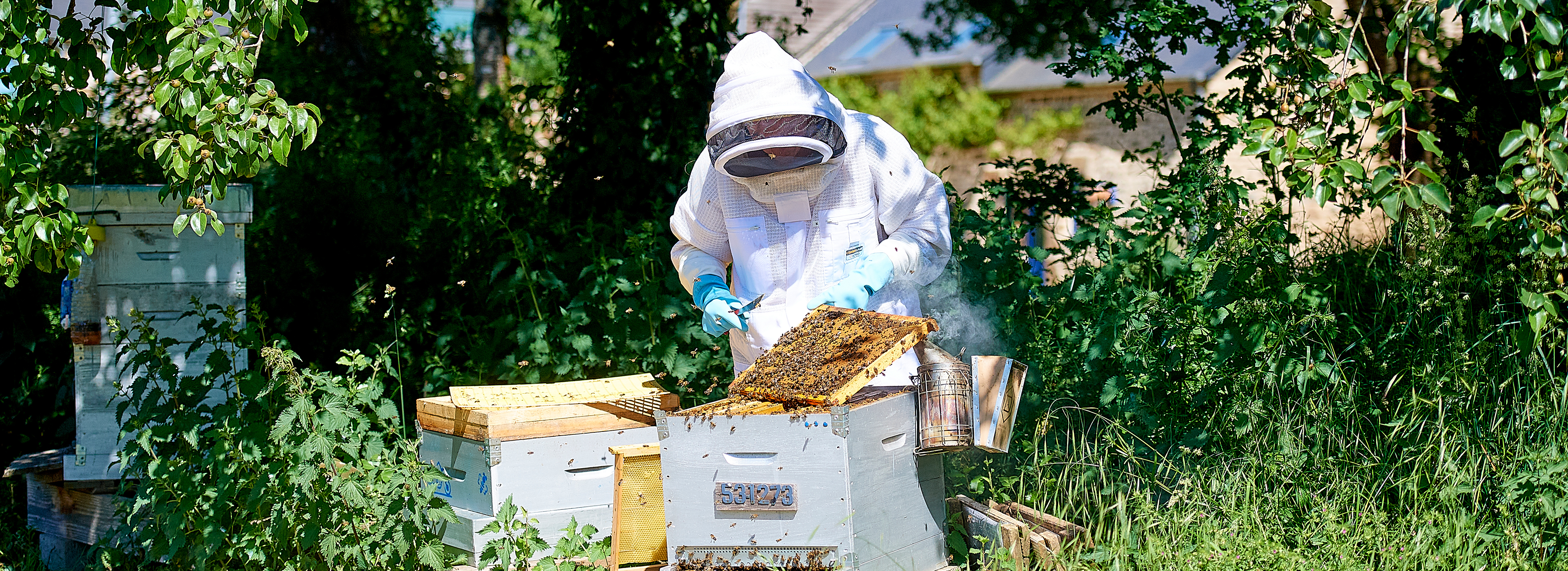 Maud Belliard, apiculture à Gorron et Ambrières-les-Vallées