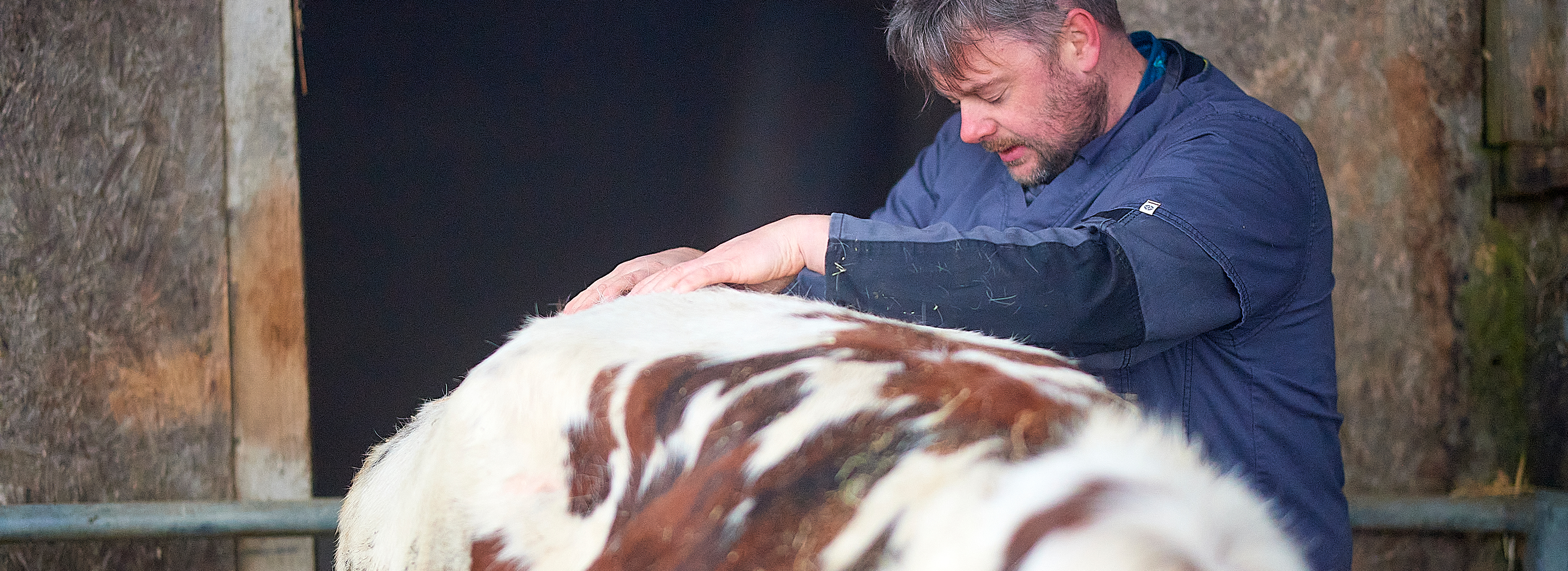 Vétérinaires du Bocage, ostéopathie animale