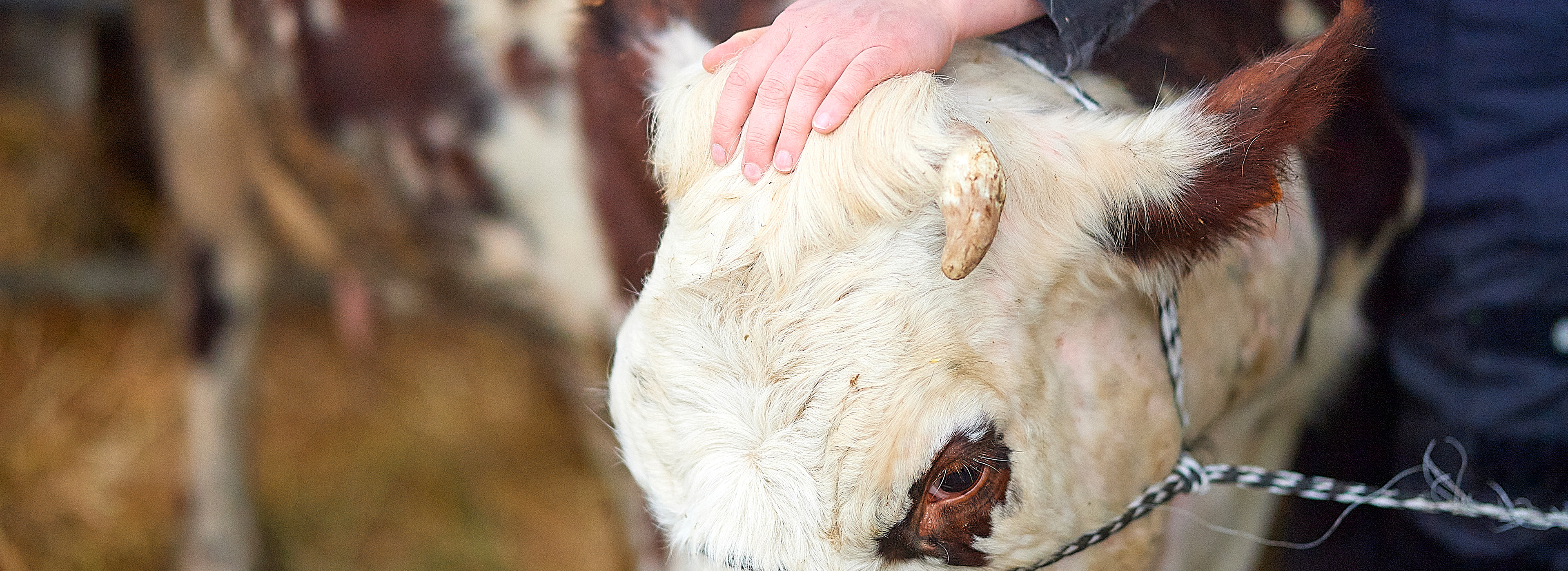 Ostéopathie animale, les Vétérinaires du Bocage, Gorron