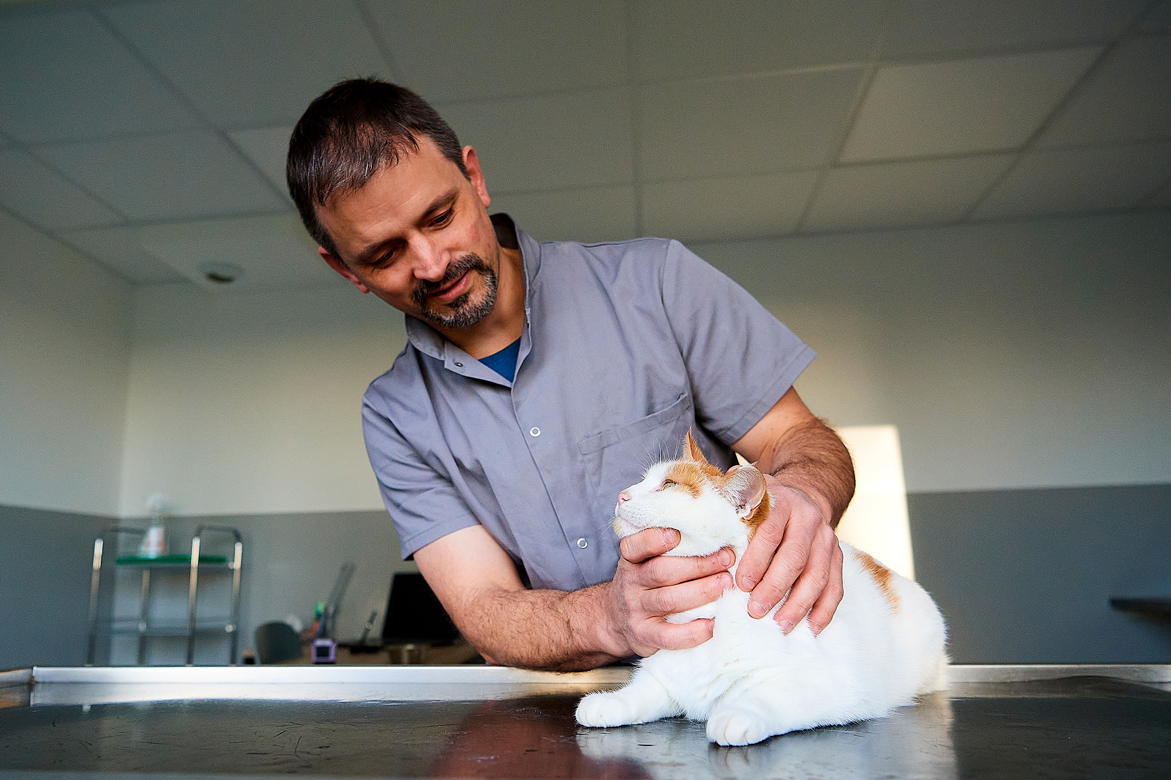 Vétérinaires du Bocage, conseils pratiques pour les chiens, chats et animaux de compagnie