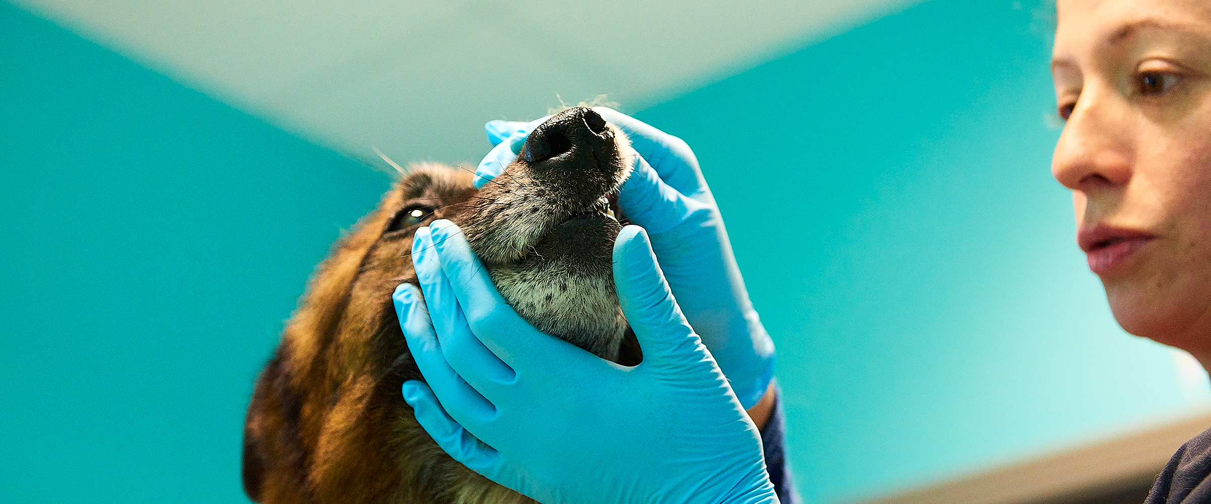 Vétérinaires du Bocage, hygiène bucco-dentaire