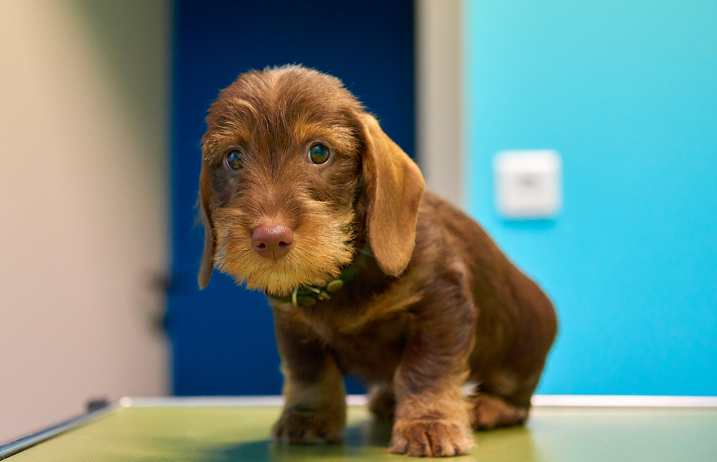 Les Vétérinaires du Bocage, voyager avec un chien