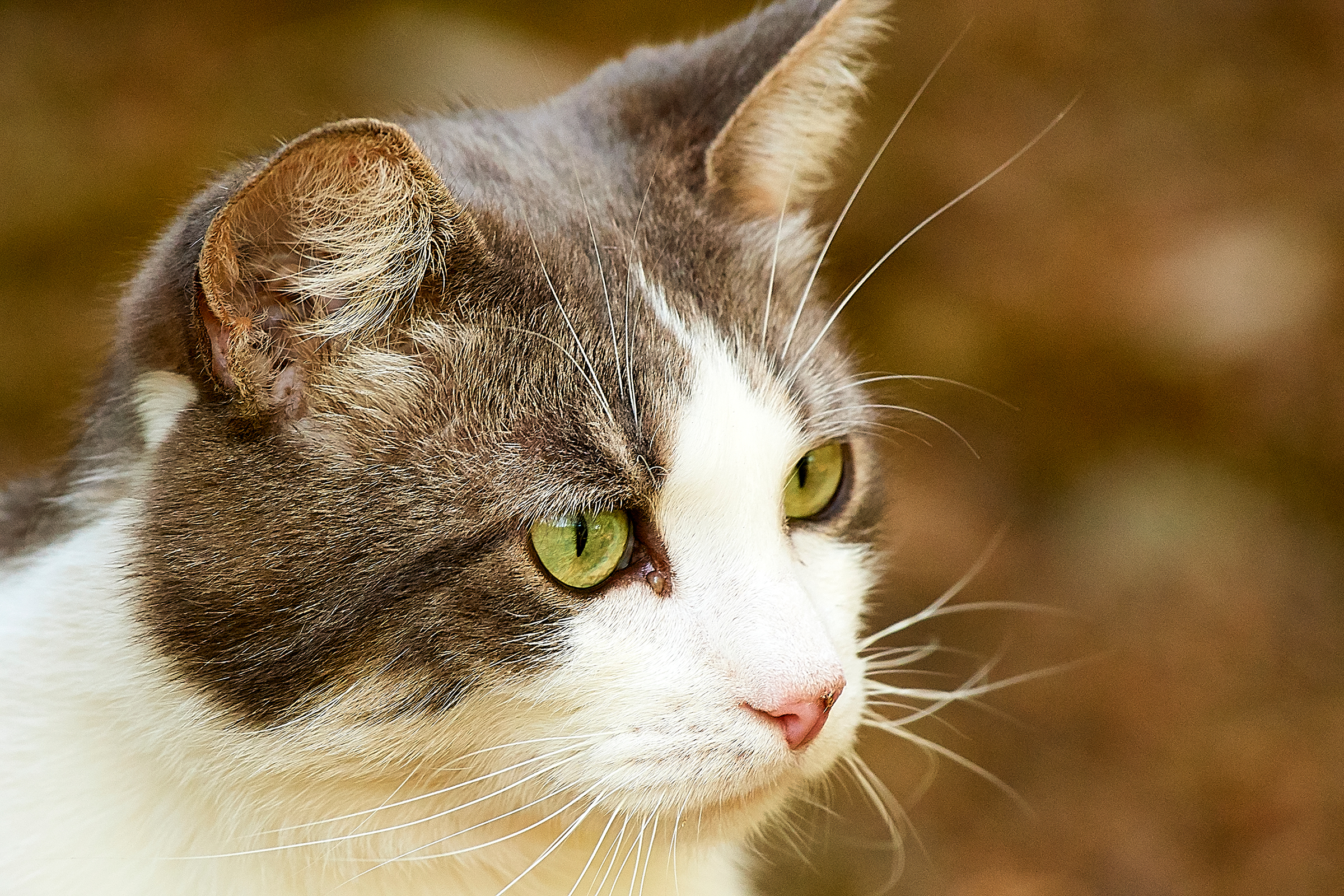 Les Vétérinaires du Bocage, voyager avec un chat